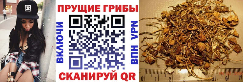 площадка клад  Ак-Довурак  Псилоцибиновые грибы Psilocybe  гидра вход 
